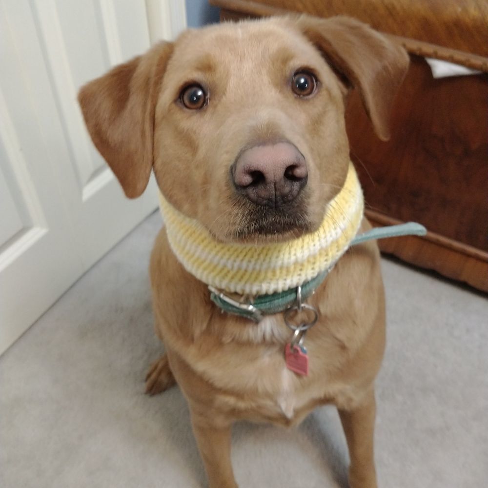Hand Crafted Small Knit Dog Scarve Pet Clothes Infinity Holiday Pull Over